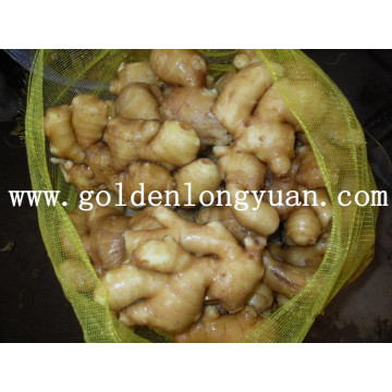 Fresh Ginger 100g &amp; up Embalado en una bolsa de malla de 20 kg (agregue 2kg extra)